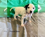 Small Photo #20 Dalmatian Puppy For Sale in AMARILLO, TX, USA