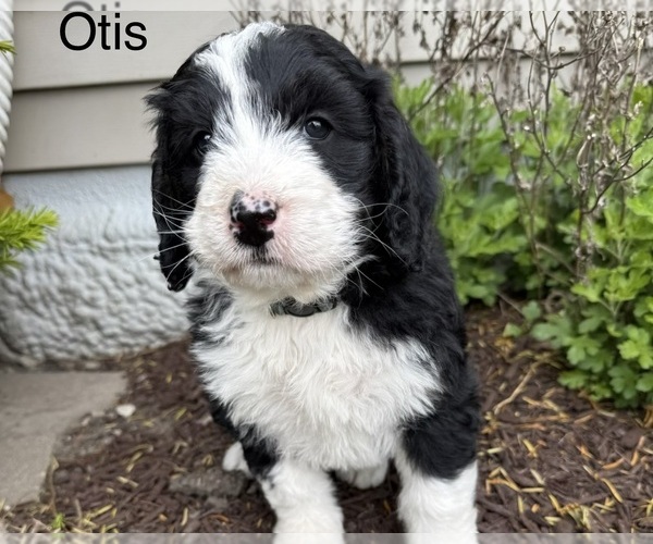 Medium Photo #2 Bernedoodle Puppy For Sale in SIBLEY, IL, USA