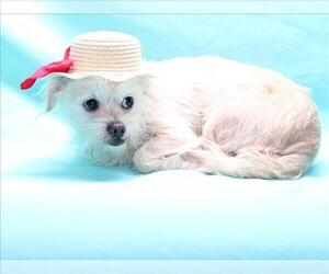 Poodle (Toy)-Unknown Mix Dogs for adoption in Burbank, CA, USA