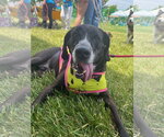 Small #2 Bluetick Coonhound Mix