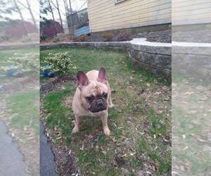 French Bulldog Puppy for sale in WORCESTER, MA, USA