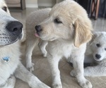 Small #4 Great Pyrenees