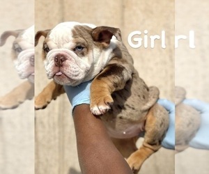 English Bulldog Puppy for sale in ORLANDO, FL, USA