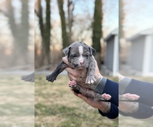 American Bully Puppy for sale in LANCASTER, PA, USA