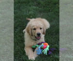 Small #2 Golden Retriever