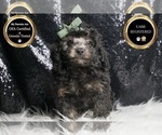 Puppy panther AKC Poodle (Toy)