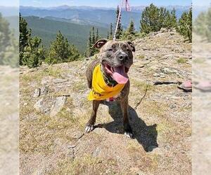 Swirl - Female American Pit Bull Terrier-Catahoula Leopard Dog Mix Dog for Adoption - Photo #2