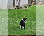 Small #1 American Pit Bull Terrier Mix