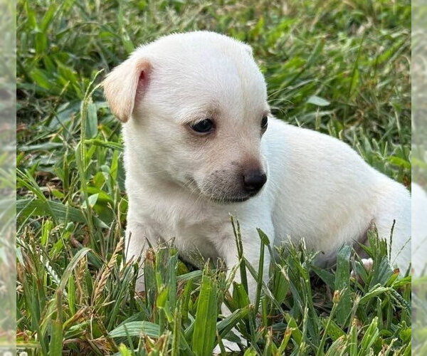 Medium Photo #2 Chihuahua-Unknown Mix Puppy For Sale in New York, NY, USA