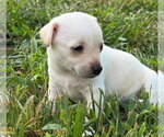 Small #1 Chihuahua Mix
