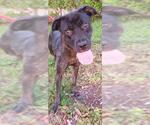 Small Black and Tan Coonhound-Rottweiler Mix