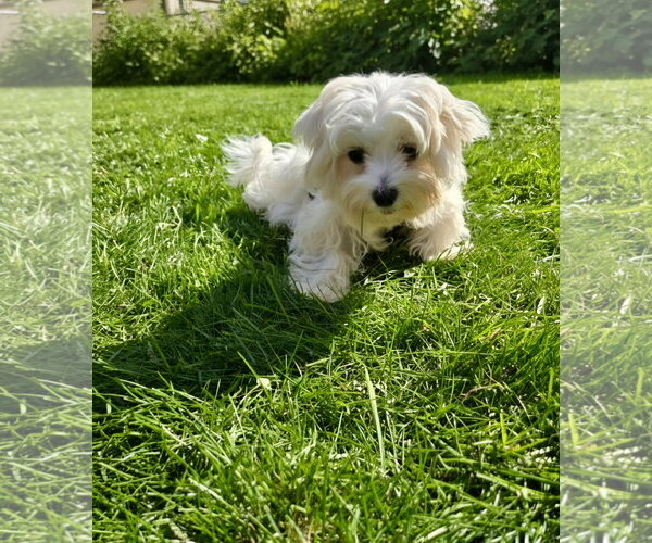 Medium Photo #6 Maltese Puppy For Sale in St. Louis Park, MN, USA