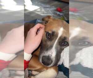 Borador Dogs for adoption in Mt. Laurel, NJ, USA