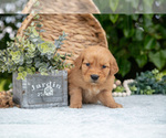 Puppy Dixie Golden Retriever