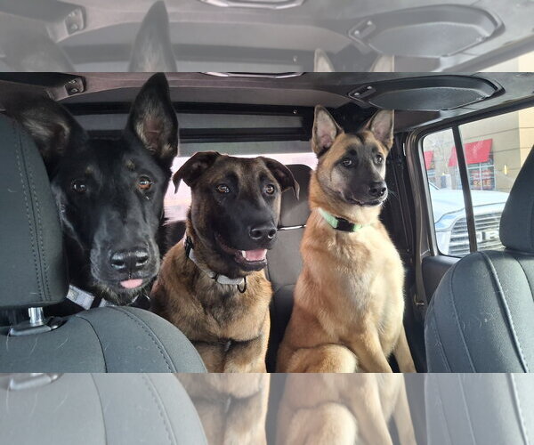 Medium Photo #6 German Shepherd Dog-Unknown Mix Puppy For Sale in Sebec, ME, USA