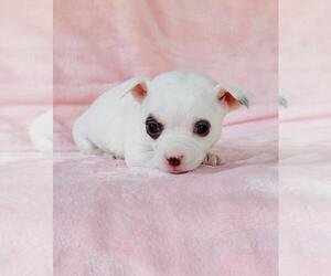Chihuahua Puppy for sale in ORLANDO, FL, USA