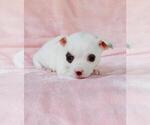 Small Chihuahua