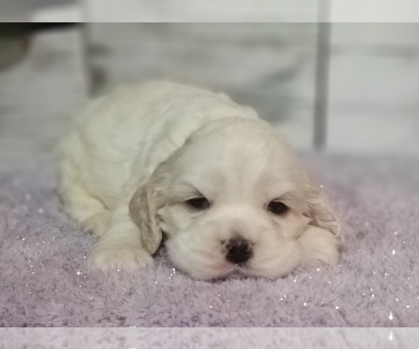 Medium Photo #1 Cocker Spaniel Puppy For Sale in TERRY, MS, USA