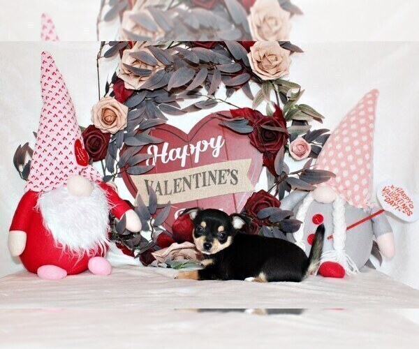 Medium Photo #44 Chihuahua Puppy For Sale in CHARLESTON, AR, USA