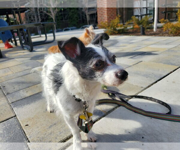 Medium Photo #7 Rat Terrier-Unknown Mix Puppy For Sale in Sandy, UT, USA