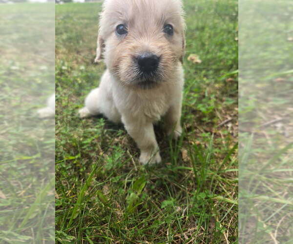 Medium Photo #8 Golden Retriever Puppy For Sale in LYNCHBURG, VA, USA
