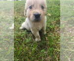 Small #7 Golden Retriever