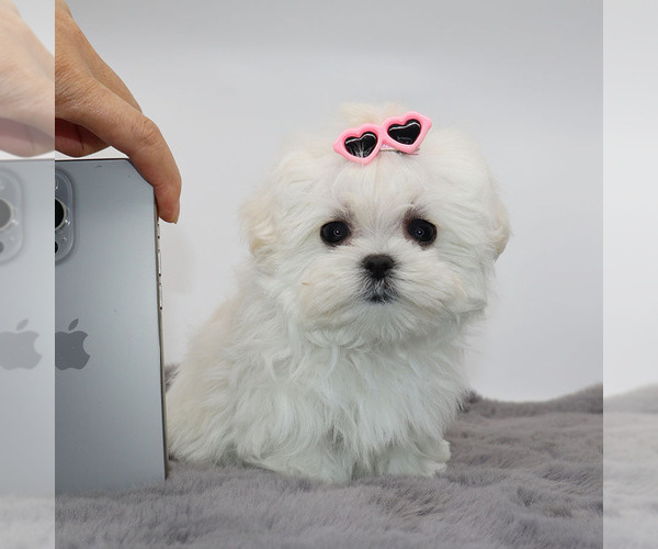 Medium Photo #1 Maltese Puppy For Sale in LOS ANGELES, CA, USA