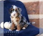 Small #1 Bernedoodle (Miniature)