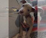 Small #1 Boxer Mix