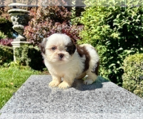 Medium Photo #4 Shih Tzu Puppy For Sale in HAYWARD, CA, USA
