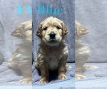 Puppy Blue Golden Retriever