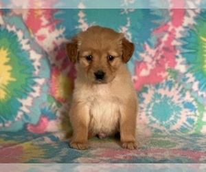 Golden Retriever Puppy for sale in LANCASTER, PA, USA