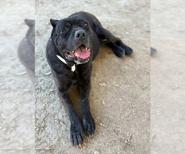 Medium Photo #1 Mutt Puppy For Sale in Riverside, CA, USA