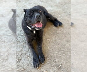 Mutt Dogs for adoption in Riverside, CA, USA