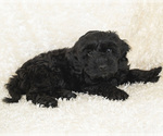 Small Photo #31 Goldendoodle Puppy For Sale in TOPEKA, KS, USA