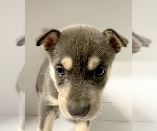 Medium Photo #5 Labrador Retriever-Unknown Mix Puppy For Sale in San Diego, CA, USA