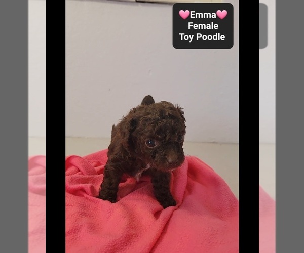 Medium Photo #2 Poodle (Toy) Puppy For Sale in TUCSON, AZ, USA