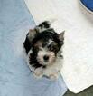 Small Photo #1 Biewer Terrier Puppy For Sale in GREENSBURG, IN, USA