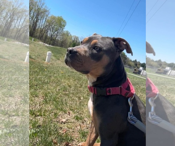 Medium Photo #4 American Pit Bull Terrier-Unknown Mix Puppy For Sale in Rustburg, VA, USA