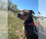 Small #3 American Pit Bull Terrier Mix