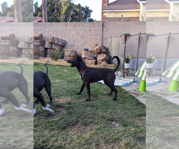 Medium Photo #6 Labrador Retriever-Unknown Mix Puppy For Sale in Dana Point, CA, USA