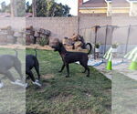 Small #5 Labrador Retriever Mix