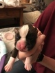 Small Photo #2 Boxer Puppy For Sale in ELKHART, IN, USA