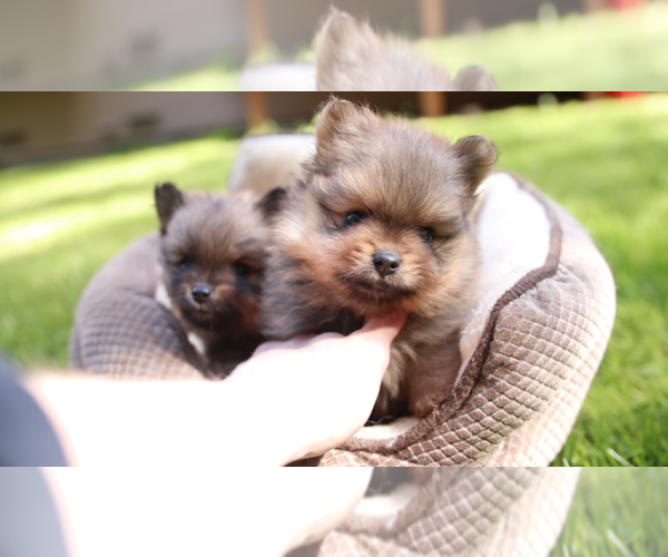 Medium Photo #4 Pomeranian Puppy For Sale in EVERETT, WA, USA