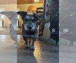 Small #2 Mutt