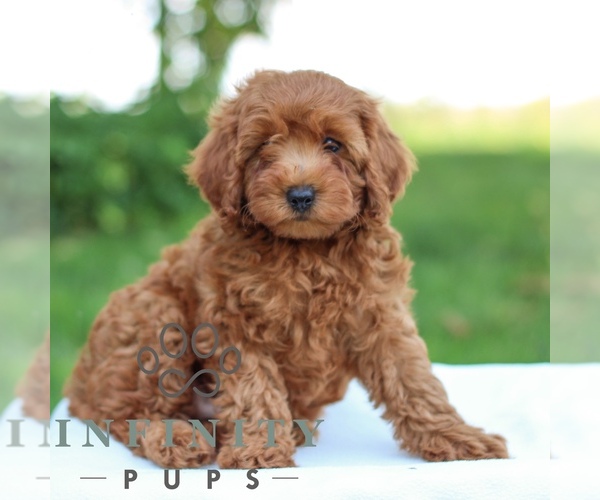 Medium Photo #1 Goldendoodle (Miniature) Puppy For Sale in LITITZ, PA, USA
