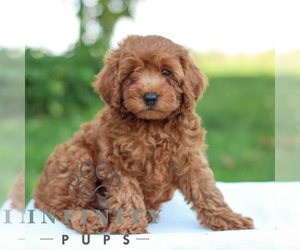 Goldendoodle (Miniature) Puppy for sale in LITITZ, PA, USA