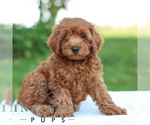 Small Goldendoodle (Miniature)