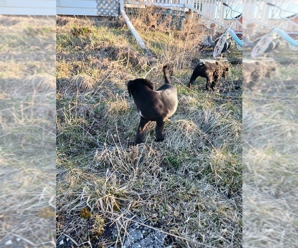Medium Photo #15 Golden Newfie Puppy For Sale in SHEBOYGAN FALLS, WI, USA