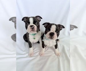 Boston Terrier Litter for sale in MORENO VALLEY, CA, USA
